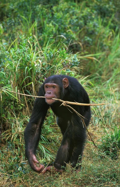 Chimpancé Pan Trogloditas Fondo Natural — Foto de Stock