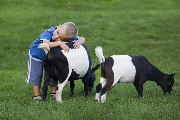 Criança Com Cabra Anã Capra Hircus Zoológico Normandia — Fotografia de Stock