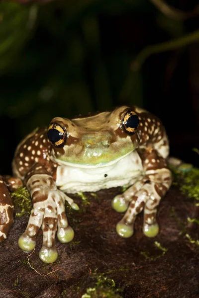 Amazon Milk Frog Phrynohyas Resinifictrix Adult — Stockfoto
