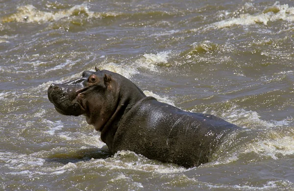 カバ両生類 マラ川に立つ ケニアのマサイ マラ公園 — ストック写真