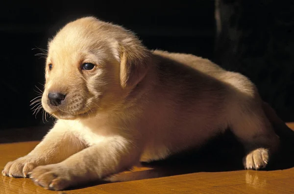 Labrador Amarelo Retriever Cão Filhote Cachorro — Fotografia de Stock