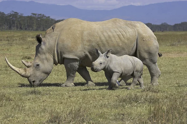 Beyaz Gergedan Ceratotherium Simum Mother Calf Kenya Nakuru Park — Stok fotoğraf