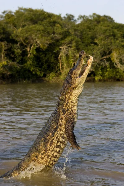 Caiman Espetacular Crocodilo Caiman Salto Adulto Los Lianos Venezuela — Fotografia de Stock