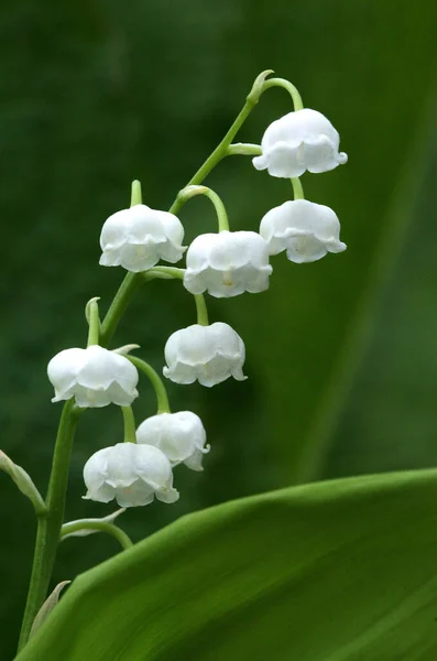 Lelie Van Vallei Convallaria Majalis — Stockfoto