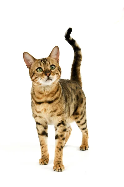 Brun Spotted Tabby Bengal Inhemsk Katt Mot Vit Bakgrund — Stockfoto