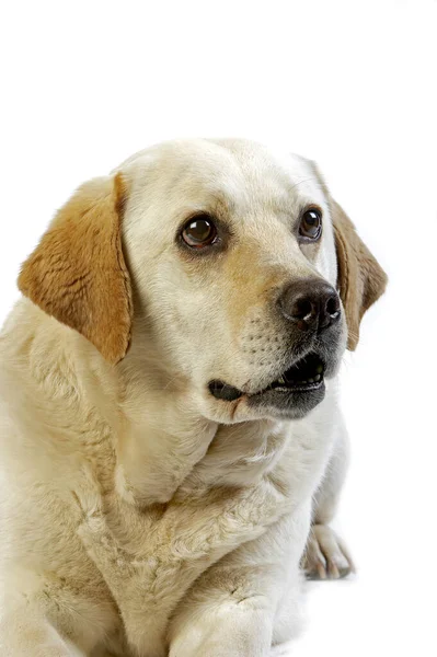 Retriever Labrador Amarelo Retrato Feminino Contra Fundo Branco — Fotografia de Stock