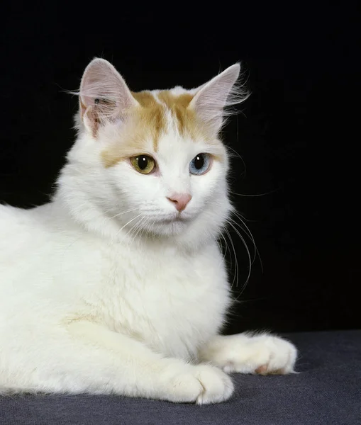 Török Van Domestic Cat Feküdt Ellen Fekete Háttér — Stock Fotó