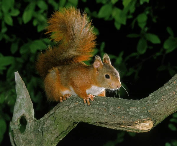 Kırmızı Sincap Sciurus Vulgaris Branch Üstünde Duran Erkek — Stok fotoğraf