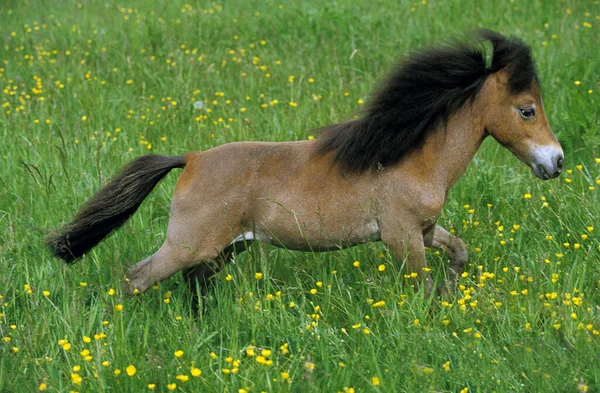 Horse Miniatura Americana Adulta Meadow — Fotografia de Stock