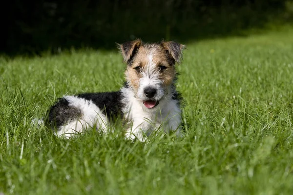 Chien Terrier Renard Cheveux Fil Pup Posé Sur Pelouse — Photo