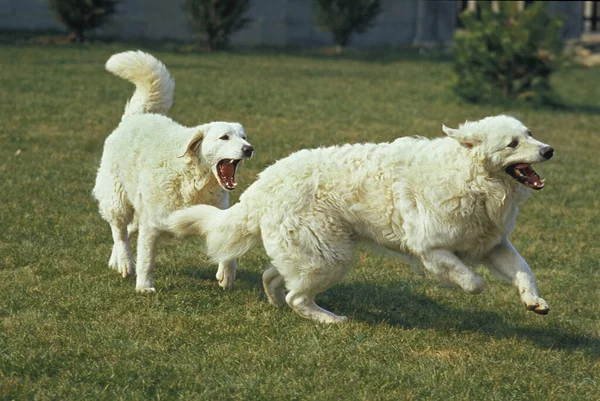 Kuvasz Dog Взрослые Играют — стоковое фото