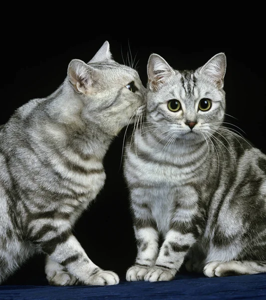 Silver Tabby Hazai Macska Ellen Fekete Háttér — Stock Fotó