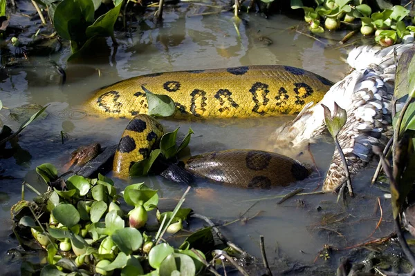 Green Anaconda Eunectes Murinus Eating Wood Stock Mycteria Americana Los — Stock Fotó