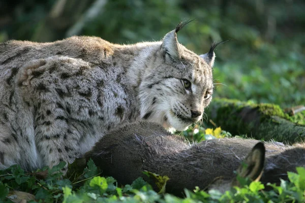 Europese Lynx Felis Lynx Met Een Kill Een Roe Deer — Stockfoto