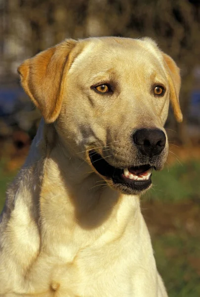 Portrét Žlutého Labradorského Retrívra — Stock fotografie