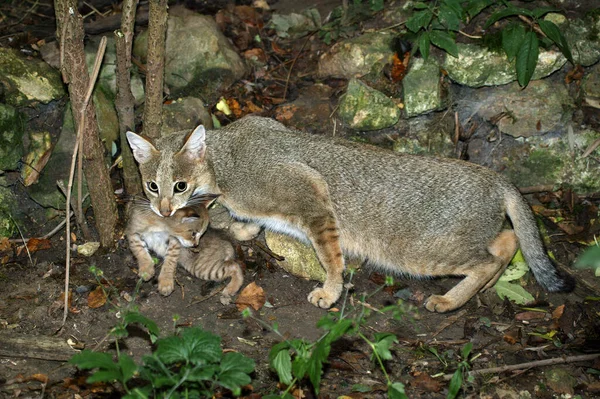 Jungle Cat, felis chaus, Mother carrying Cub