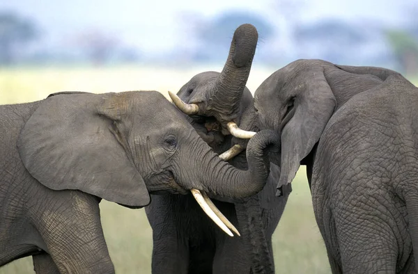 Afrikai Elefánt Loxodonta Africana Immatures Playfighting Közelkép Fejek Kenya — Stock Fotó
