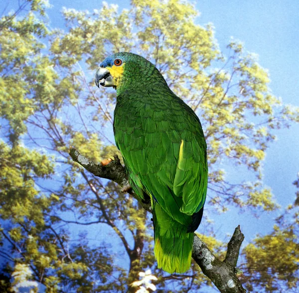 Narancs Szárnyú Papagáj Amazona Amazonica Ágon Álló Felnőtt — Stock Fotó