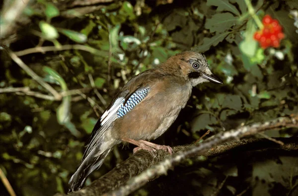 Eurasian Jay Garrulus Glandarius Adulto Pie Rama —  Fotos de Stock