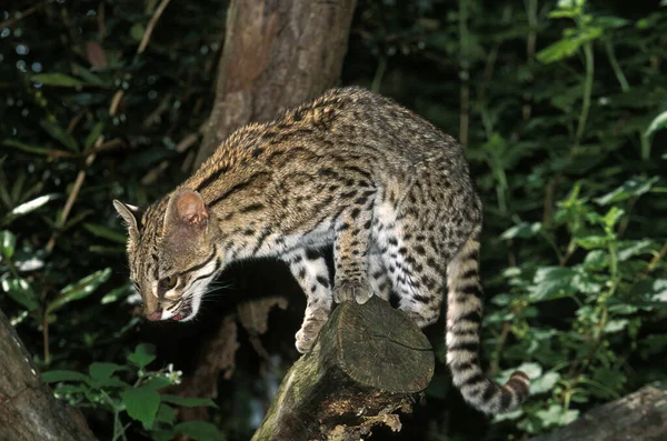Tygří Kočka Nebo Oncilla Leopardus Tigrinus Dospělý Stojící Větvi — Stock fotografie