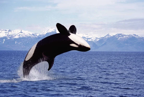 Φάλαινα Δολοφόνος Orcinus Orca Adult Leaping Καναδάς — Φωτογραφία Αρχείου