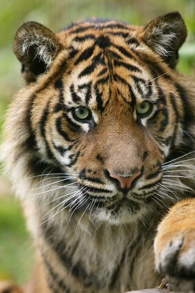 Tigre Sumatra Pantera Tigris Sumatrae Retrato Adulto —  Fotos de Stock
