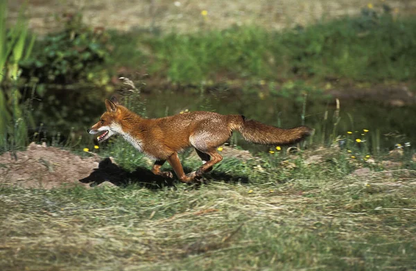 Renard Roux Vulpes Vulpes Courir Adulte Normandie — Photo