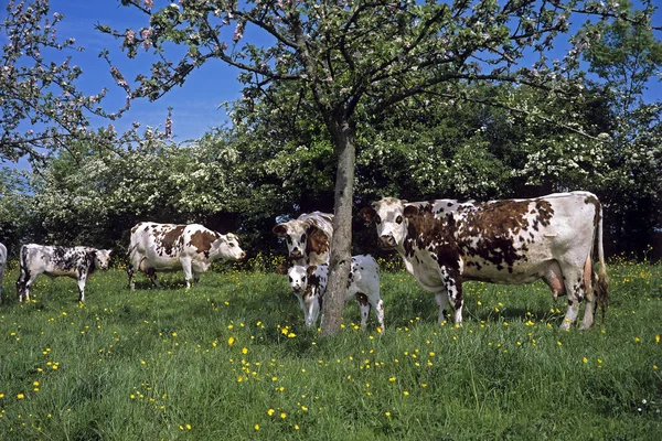 Normandie Cow Nötkreatur Appel Tree Normandie — Stockfoto