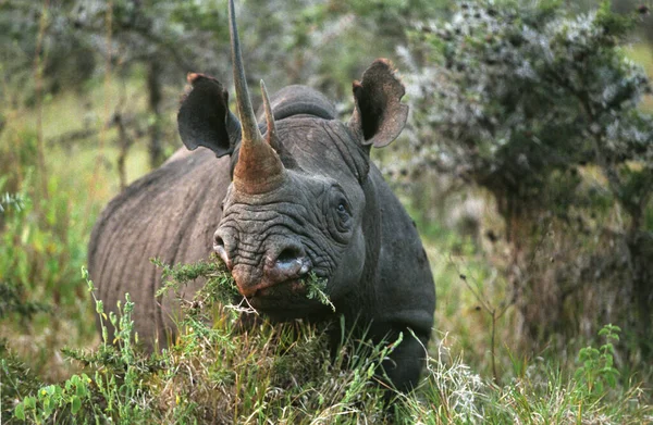 Rinoceronte Negro Diceros Bicornis Bush Comendo Adulto Parque Nakuru Quênia — Fotografia de Stock