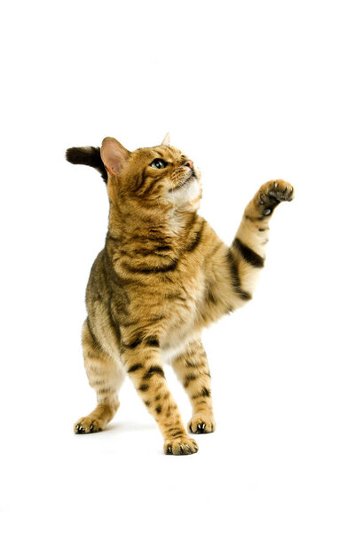 Brown Spotted Tabby Bengal Domestic Cat holding Paw up against White Backgroundd  
