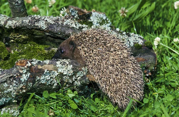 European Hedgehog Erinaceus Europaeus Adult Standing Dead Branch Normandía —  Fotos de Stock