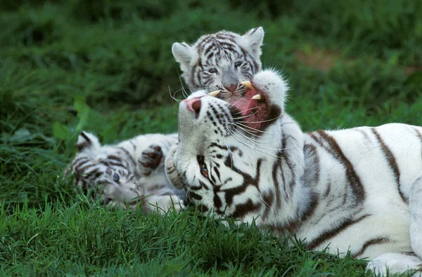 Fehér Tigris Panthera Tigris Anya Cub — Stock Fotó