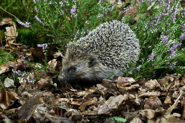 European Hedgehog Erinaceus Europaeus Adulto Folhas Mortas Normandia — Fotografia de Stock