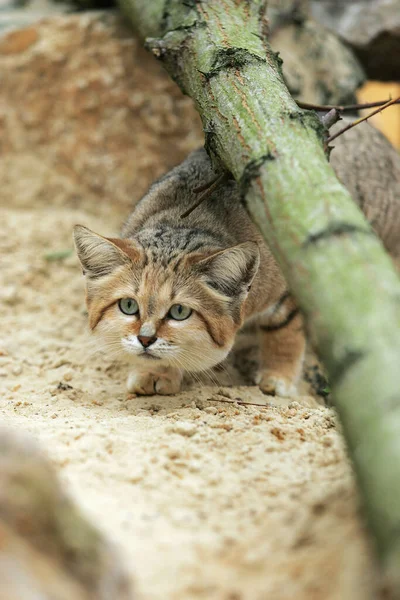 Sand Cat Felis Margarita Adult — Stock Photo, Image