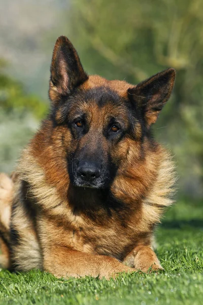 Tyska Shepherd Dog Vuxen Liggande Gräs — Stockfoto