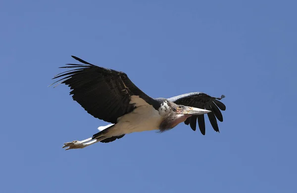 Marabou Stork Leptoptilos Crumeniferus Adult Flight Masai Mara Park Kenyában — Stock Fotó