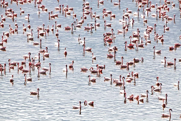 Lesser Flamingo Fhoenicopterus Minor Bogoria Lake Keni — Stock fotografie