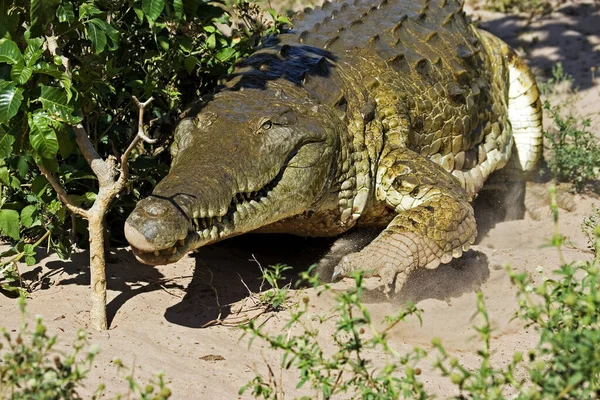 Orinoco Crocodile Crocodylus Intermedius Los Lianos Στη Βενεζουέλα — Φωτογραφία Αρχείου