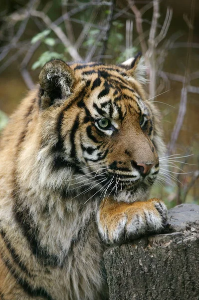 Суматранский Тигр Panthera Tigris Sumatrae Портрет Взрослого — стоковое фото