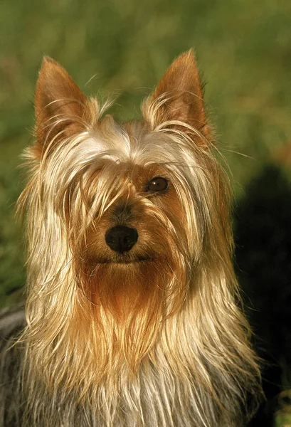 Silky Terrier Portré Felnőtt — Stock Fotó