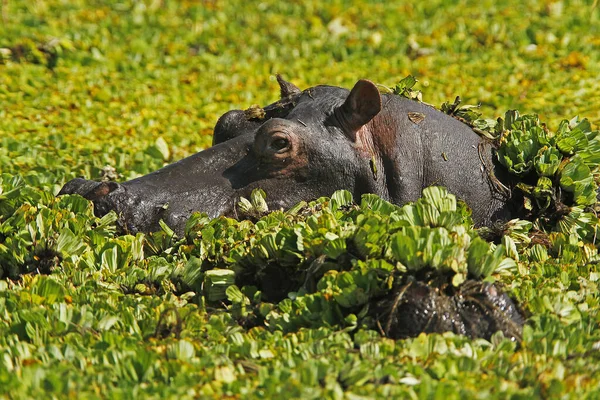Hipopotam Hipopotam Amfibia Dorosły Stojący Bagnach Pełen Sałaty Wodnej Masai — Zdjęcie stockowe