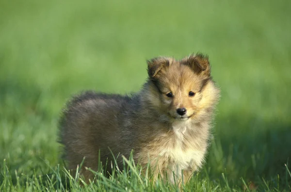 Shetland Sheepdog Κουτάβι Στέκεται Στο Γκαζόν — Φωτογραφία Αρχείου