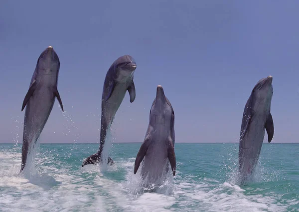 Delfines Nariz Botella Tursiops Truncatus Saltar Honduras — Foto de Stock