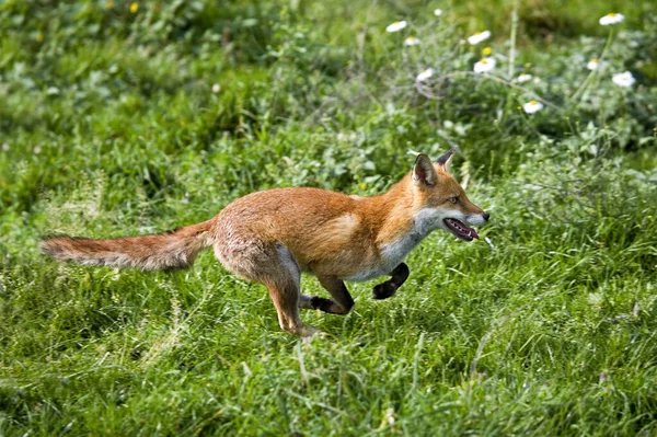 Red Fox Vulpes Vulpes Adult Працює Траві Нормандія — стокове фото