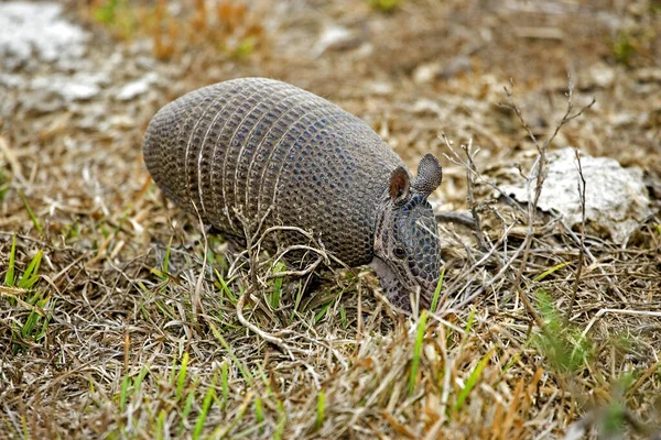 Nine Banded Armadillo Dasypus Novemcinctus Adult Pampa Los Lianos Venezuela — Stock Photo, Image