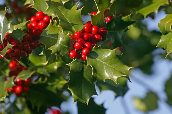 European Holly Ilex Aquifolium Red Berries Χειμώνας Στη Νορμανδία — Φωτογραφία Αρχείου
