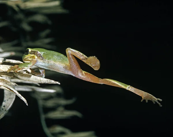 Rana Arbórea Europea Hyla Arborea Salto Adultos — Foto de Stock