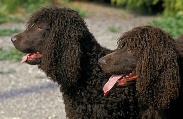 Irish Water Spaniel Dog Retrato Adulto Com Língua Para Fora — Fotografia de Stock