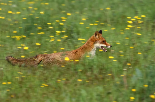 Renard Roux Vulpes Vulpes Courir Adulte Normandie — Photo