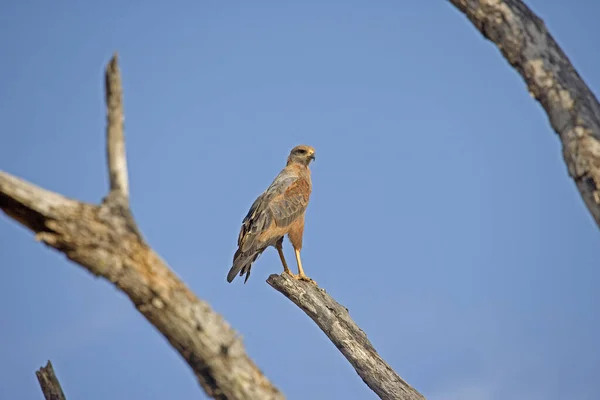 Savanna Hawk Buteogallus Meridionalis Los Lianos Venezuela – stockfoto